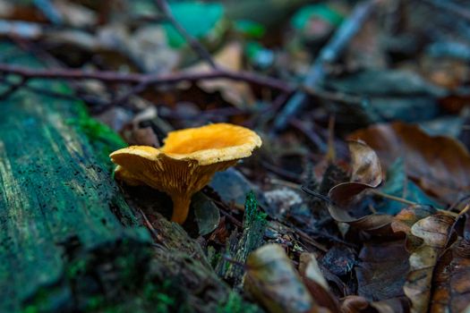 Hygrophoropsis aurantiaca, commonly known as the false chanterelle, is a species of fungus in the family Hygrophoropsidaceae