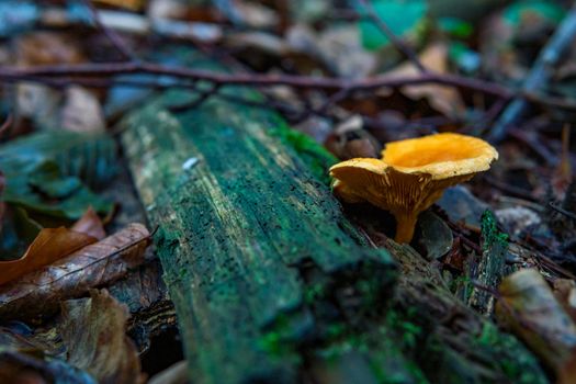 Hygrophoropsis aurantiaca, commonly known as the false chanterelle, is a species of fungus in the family Hygrophoropsidaceae