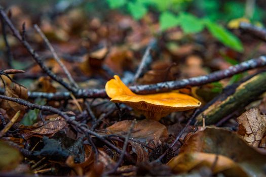 Hygrophoropsis aurantiaca, commonly known as the false chanterelle, is a species of fungus in the family Hygrophoropsidaceae