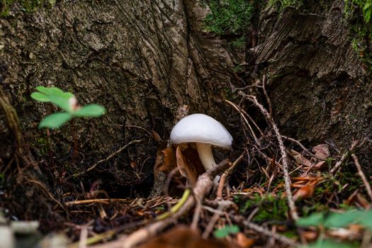 Hygrophorus eburneus, commonly known as the ivory waxy cap or the cowboy's handkerchief, is a species of edible mushroom in the waxgill family of fungi