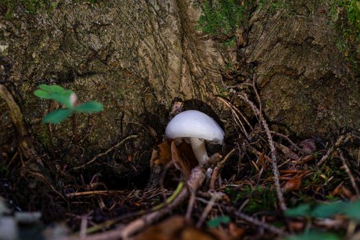 Hygrophorus eburneus, commonly known as the ivory waxy cap or the cowboy's handkerchief, is a species of edible mushroom in the waxgill family of fungi