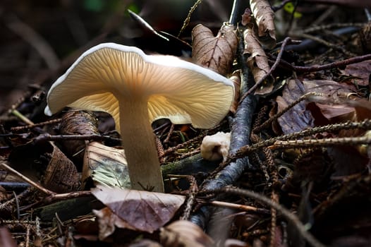 Infundibulicybe geotropa, also known as the trooping funnel or monk's head, is a funnel-shaped toadstool widely found in Europe and in North America