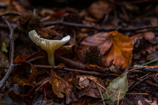 Infundibulicybe geotropa, also known as the trooping funnel or monk's head, is a funnel-shaped toadstool widely found in Europe and in North America