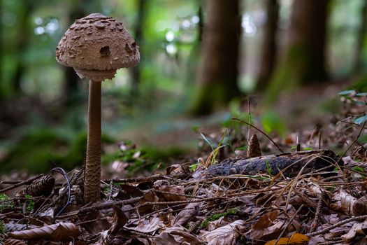 Macrolepiota procera, the parasol mushroom, is a basidiomycete fungus with a large, prominent fruiting body resembling a parasol