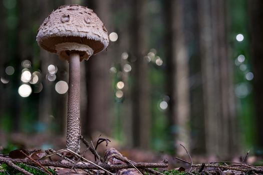 Macrolepiota procera, the parasol mushroom, is a basidiomycete fungus with a large, prominent fruiting body resembling a parasol