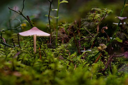 Mycena rosella, commonly known as the pink bonnet, is a species of mushroom in the family Mycenaceae