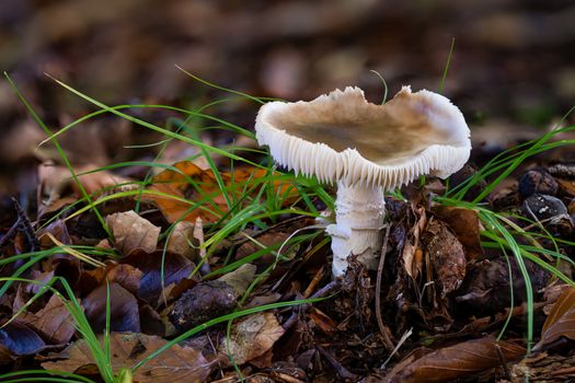 Pluteus cervinus, also known as Pluteus atricapillus and commonly known as the deer shield or the deer or fawn mushroom, is a mushroom that belongs to the large genus Pluteus