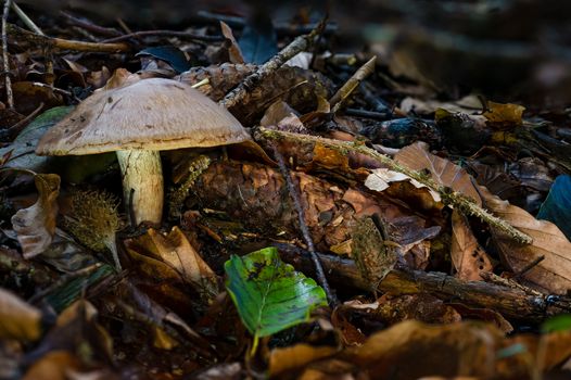 Pluteus cervinus, also known as Pluteus atricapillus and commonly known as the deer shield or the deer or fawn mushroom, is a mushroom that belongs to the large genus Pluteus