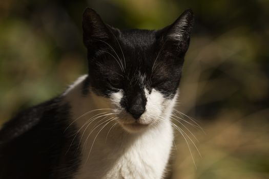 A black and white spotted cat rests on an old window, lazily basking in the sun.