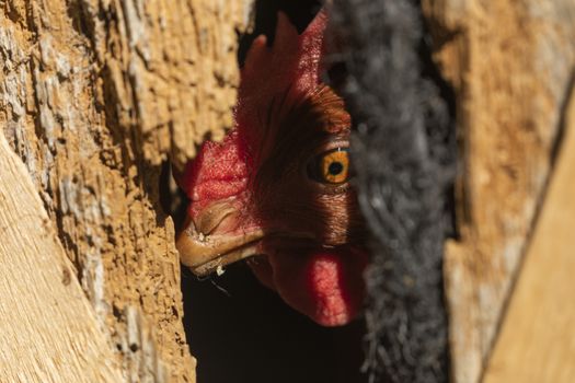 A hen watches cautiously through a hole in the old wooden door of the pen in which she is trapped.