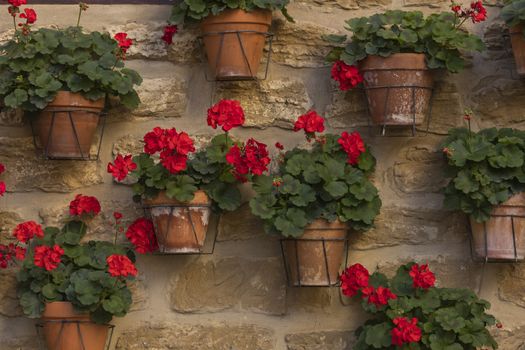 A wall full of pots with red geraniums in the small town of Ores, Aragon, Spain.