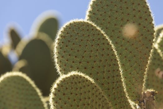 Detail of some cactus with spikes, in the small town of Ores, Aragon, Spain.