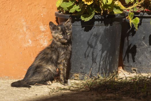 A small stray cat looks around in the small town of Ores, Aragon, Spain.