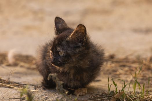 A small stray cat looks around in the small town of Ores, Aragon, Spain.