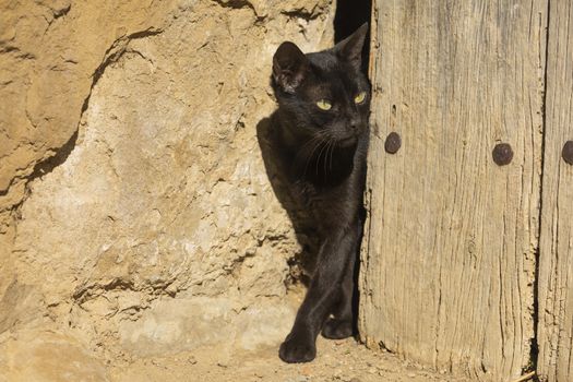 A black stray cat, cautiously peeks out of an old wooden door in the small town of Ores, Aragon, Spain.