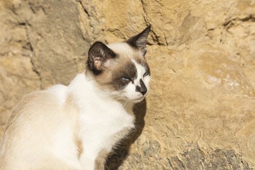 A stray cat basks in the autumn sun, stuck to a wall in the small town of Ores, Aragon, Spain.