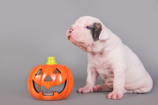 Funny American Bulldog puppy dog and orange little pumpkin, halloween card