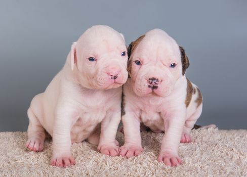 Two funny American Bulldog puppies dogs on gray background