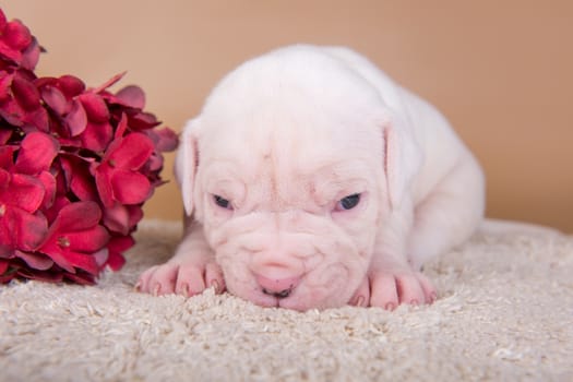 Funny small white American Bulldog puppy dog is sitting on light brown background with autumn flowers.