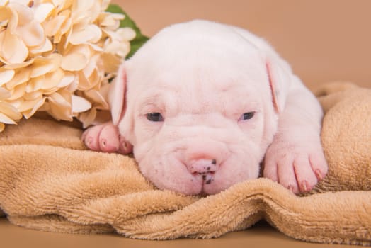 Funny small white American Bulldog puppy dog is sitting on light brown background with autumn flowers.