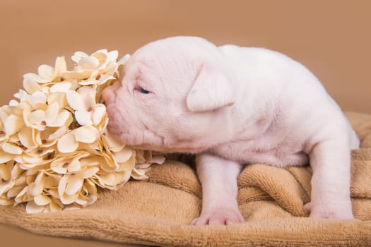 Funny small white American Bulldog puppy dog is sitting on light brown background with autumn flowers.