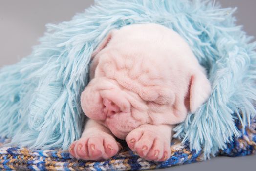 Funny small American Bulldog puppy dog is sleeping on gray blue background.