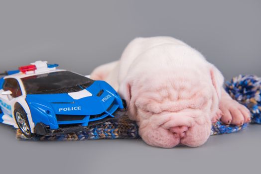 Funny small American Bulldog puppy dog is sleeping with police children car on gray blue background.