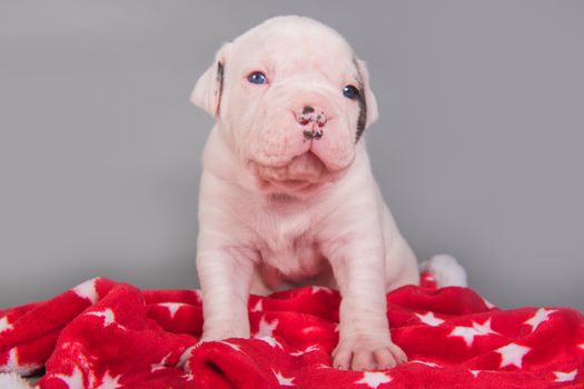 Funny small American Bulldog puppy dog is sitting on gray red with white stars background.