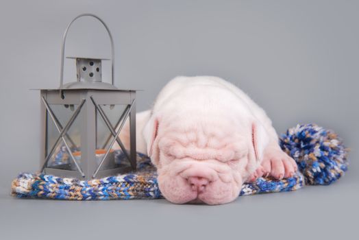 Funny small American Bulldog puppy dog is sleeping with lantern on gray blue background.