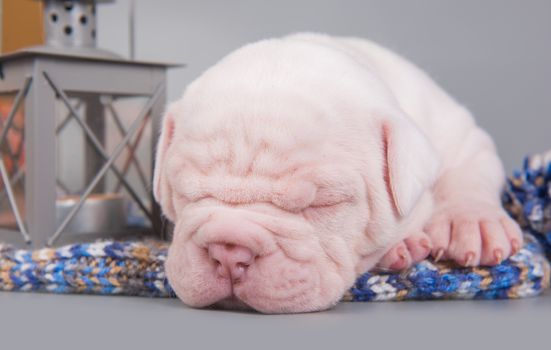 Funny small American Bulldog puppy dog is sleeping with lantern on gray blue background.