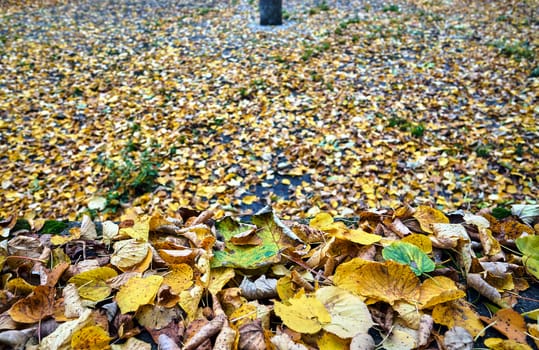 Yellowed leaves in a park during autumn in Poland