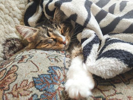 Cute striped kitten lying covered white light blanket on bed. . Concept of adorable pets