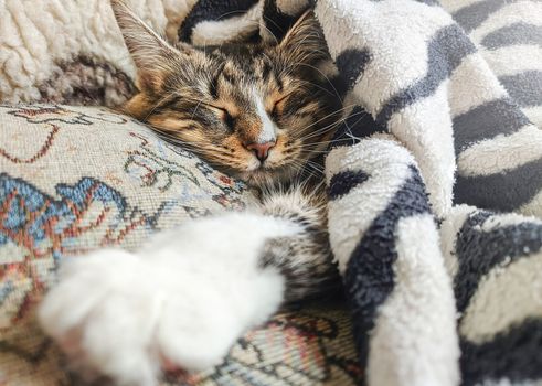 Cute striped kitten lying covered white light blanket on bed. . Concept of adorable pets