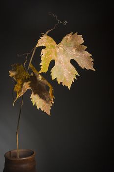 Yellowed wilted grape leaves on black background