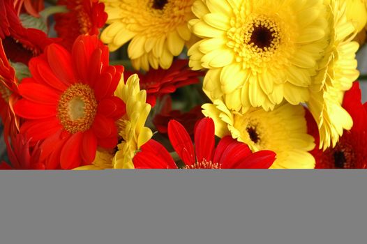 red and yellow daisy flowers