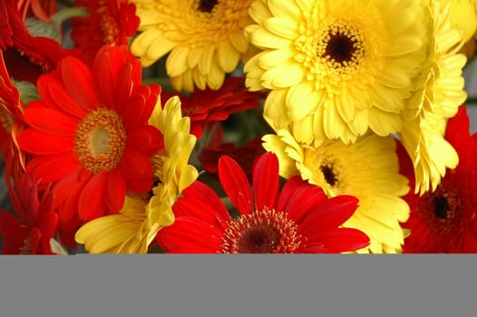 Beautiful red and yellow daisy flowers from top view