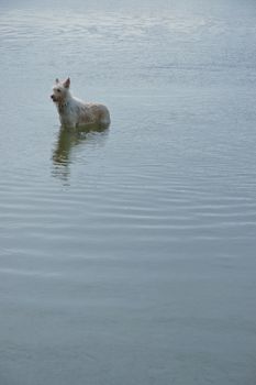 dog in a pond