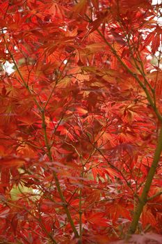 Japanese red maple in Autumn