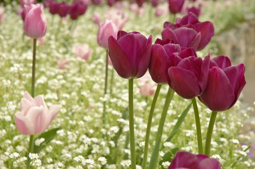 tulips in the field