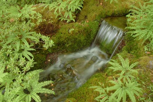 Small waterfall in deep forest in Japan