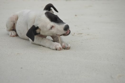 happy puppy eating bone on sandy beach