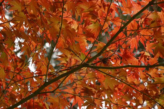 red maple leaves in Japan