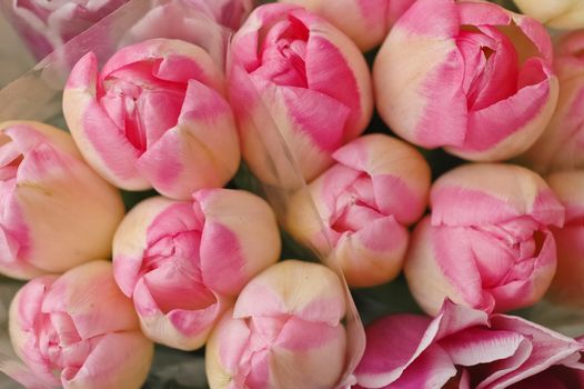 Beautiful natural bunch of pink spring tulips