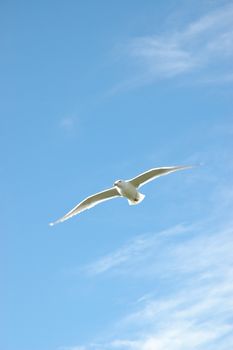 Seagull flying over blue sky