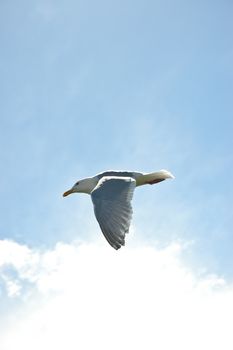 Seagull flying over blue sky