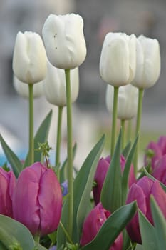 white and purple tulips