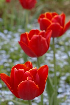 red tulips bloomign in a garden