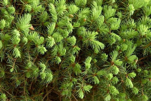 new buds are growing in Spring