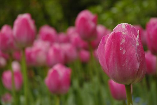 pink tulips in a field