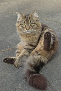 adorable British long hair cat sitting